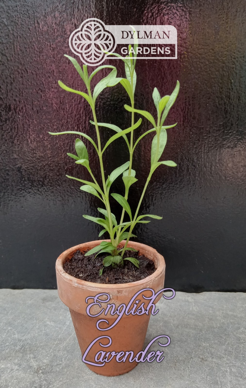English Lavender Plant (Lavandula angustifolia) – Live Herb – Multiple Sizes