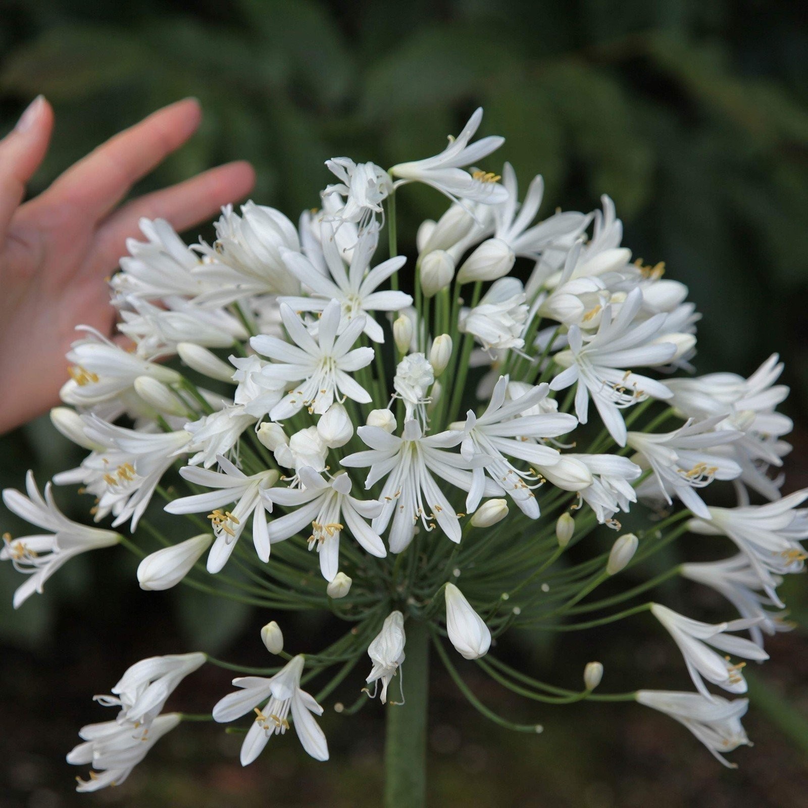 Agapanthus Getty White | 2 Inch | Agapanthus praecox | White Flowers | Borders