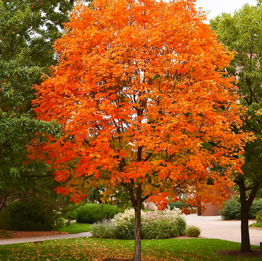 Sugar Maple Tree – Live Plant in Gallon Pot (18–28″ Tall)