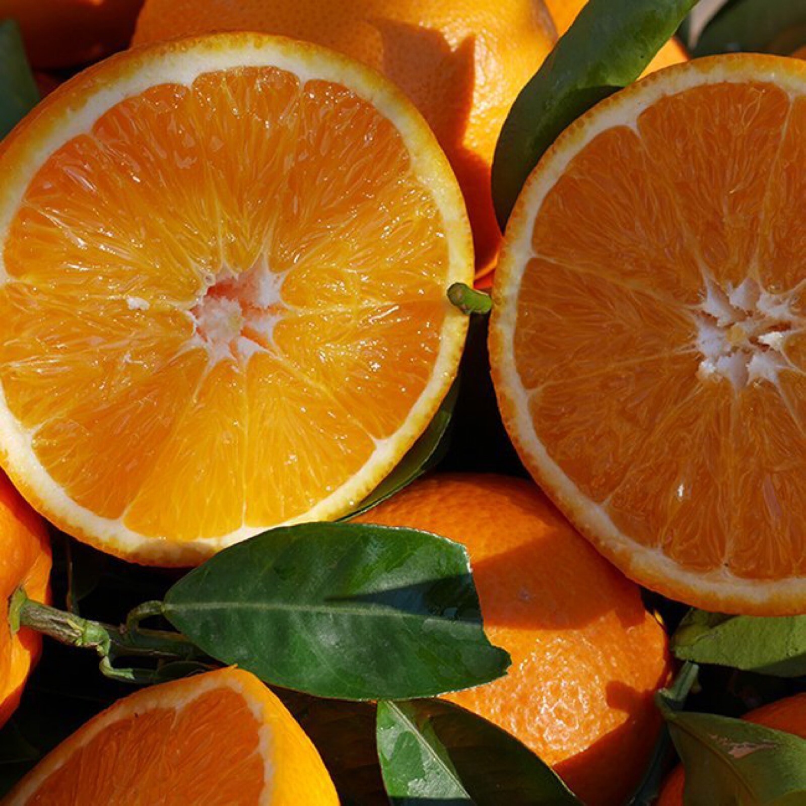 For California only! Lane Late Navel Semi-Dwarf Orange 18-36″ tall, grafted