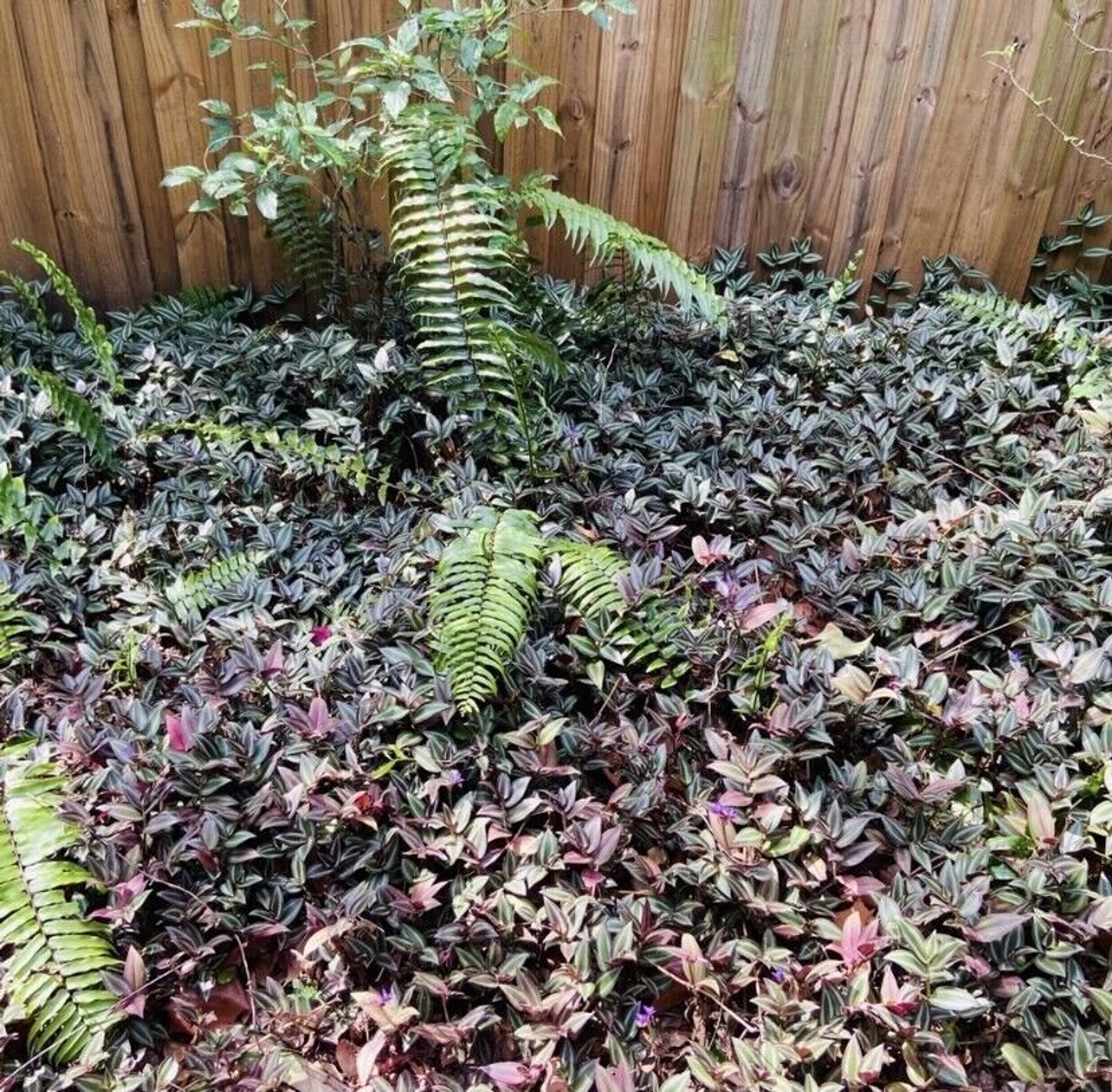 10 Wandering Jew UNROOTED Cuttings Tradescantia Zebrina Cuttings Purple Silver