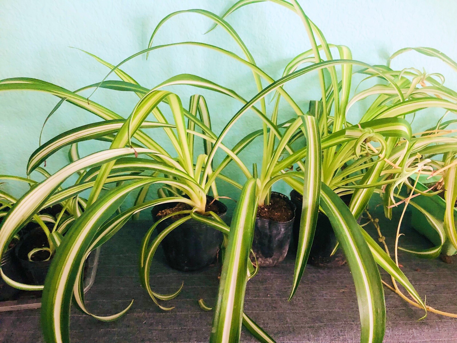 Spider Houseplant ‘Chlorophytum Comosum” live Plant various size