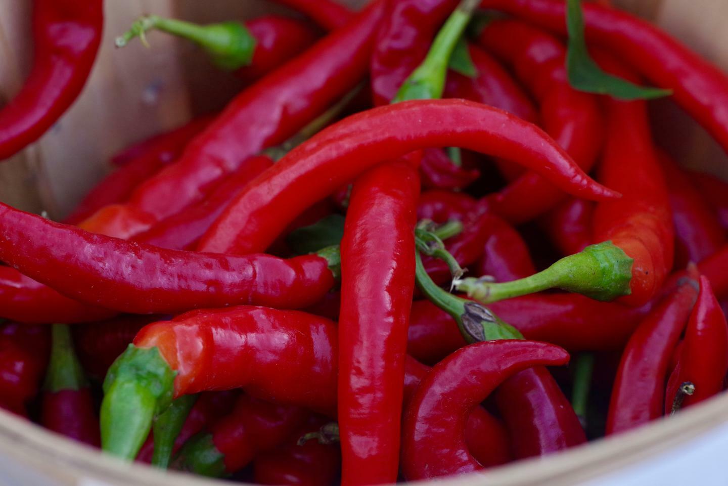 30+Seeds 8 Inch Long Red Thin Hot Pepper Chili Erjintiao Chinese Hot pepper USA