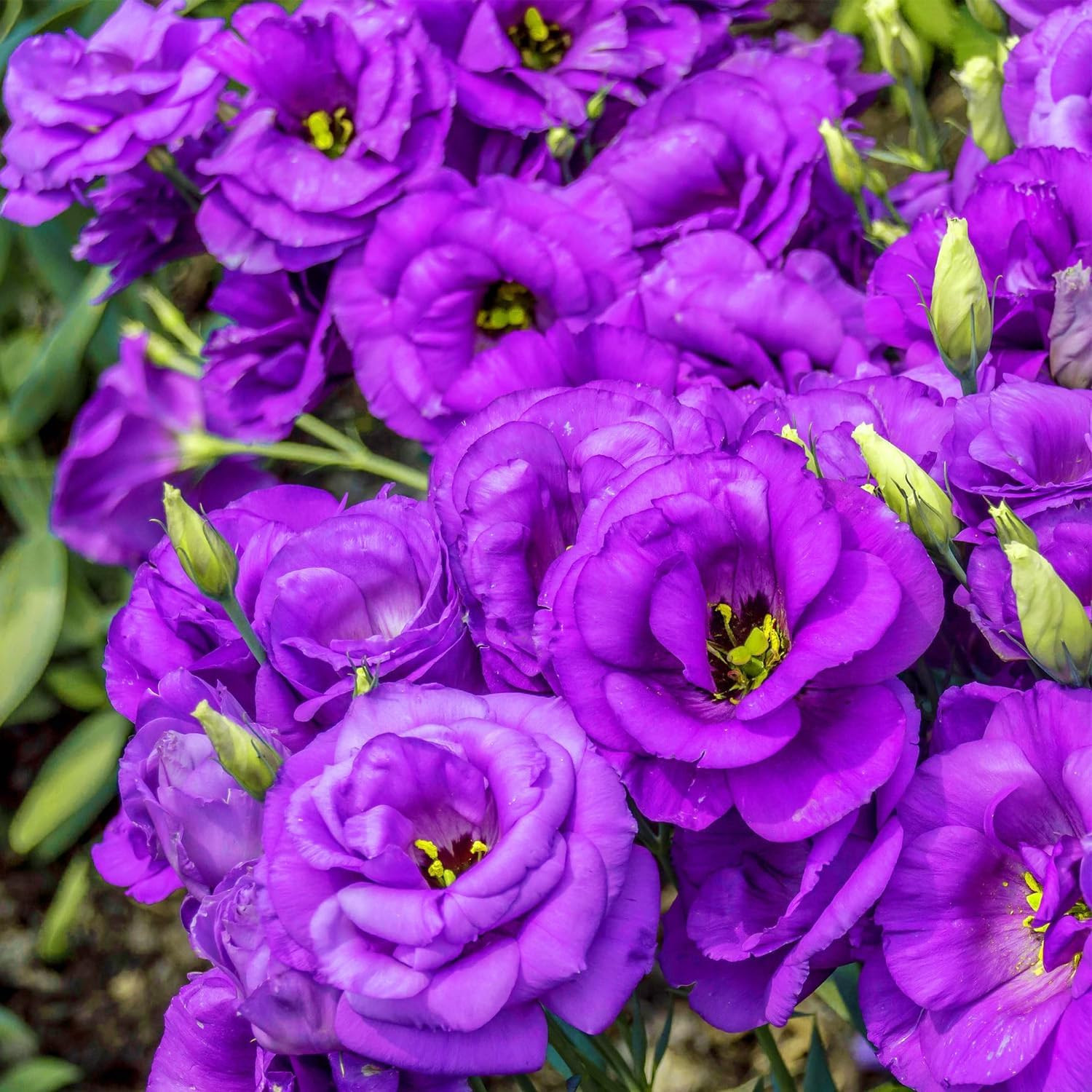 1000 Lisianthus Seeds for Planting Mixed Color Eustoma Flower Seeds Thornless