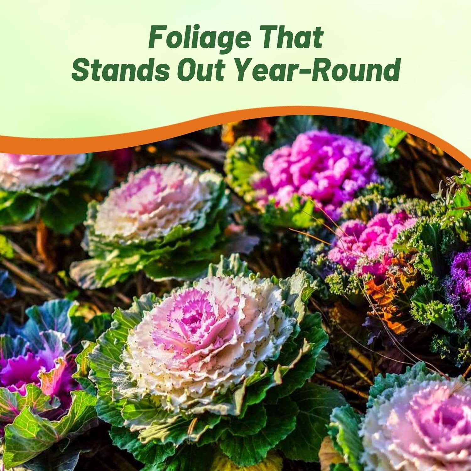 2000 Seeds Ornamental Kale Seeds – Brassica Kale Flower Seed
