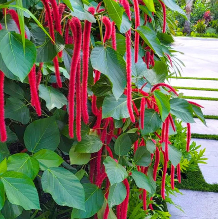 Set 2 Chenille Firetail Plant – 3-6″ Tall – Tropical Ornamental Plant for Hangin