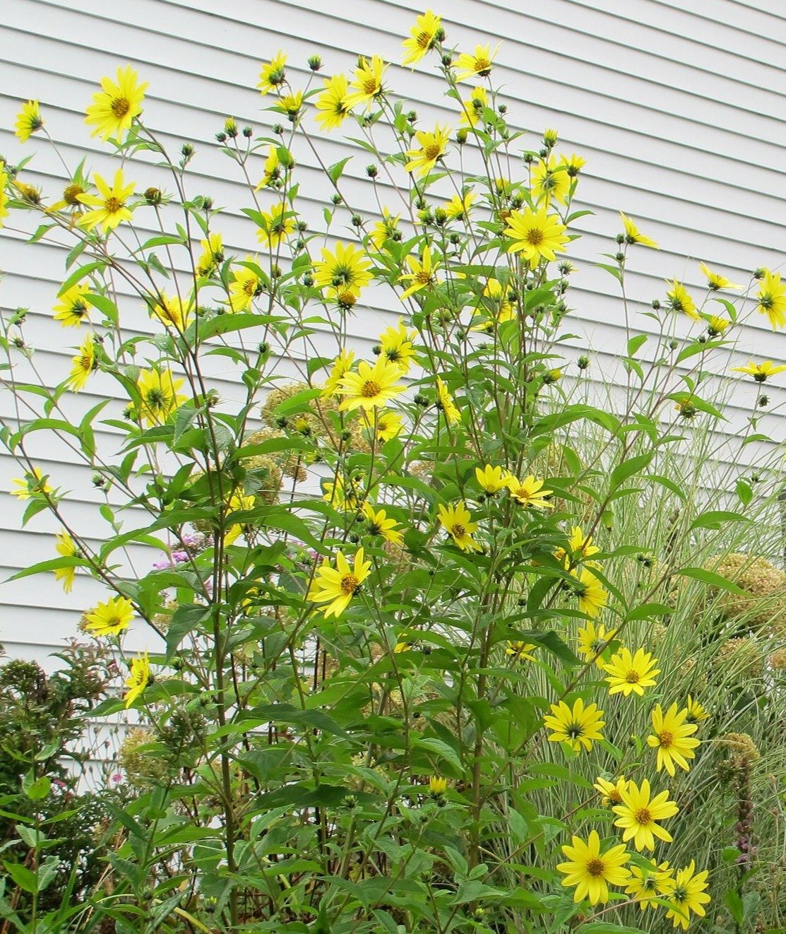 Sunflower Lemon Queen | Small Wood Sunflower | 50 Seeds
