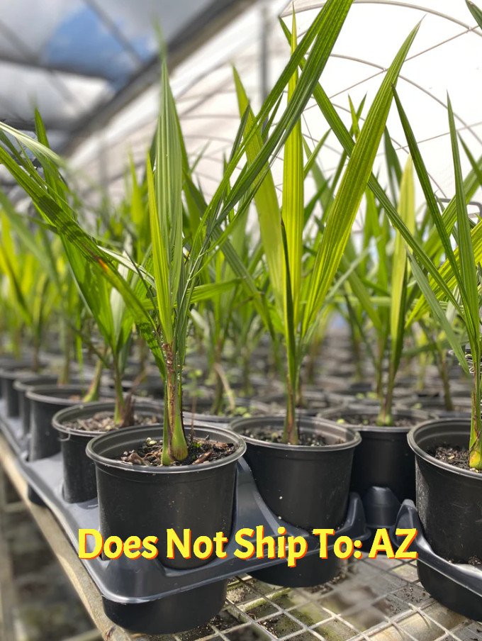 Pindo Palm Tree Live Jelly Palm Cocos Australis 6″ Pot 20-24″ Overall Height