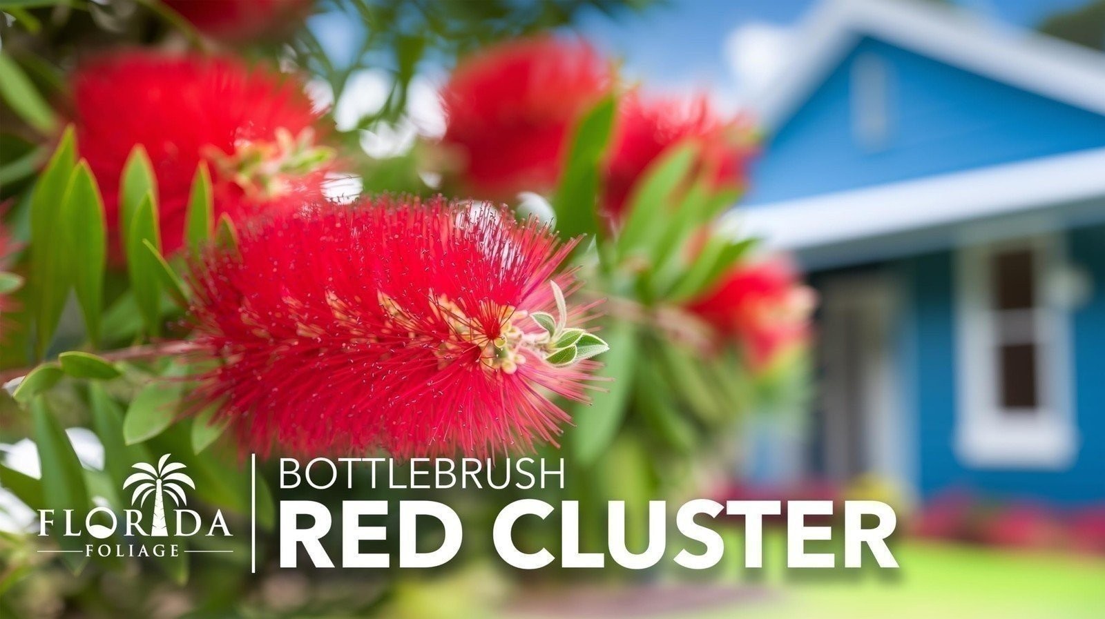 Bottlebrush Red Cluster Tree I Live Plants I Callistemon Citrinus Red Cluster…