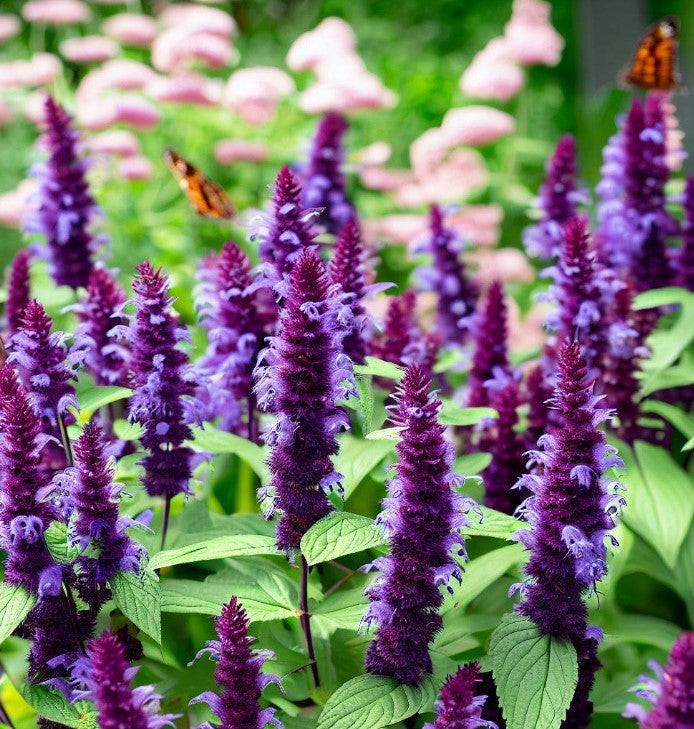Purple Giant Hyssop Seeds Agastache scrophulariaefolia. Free Shipping!