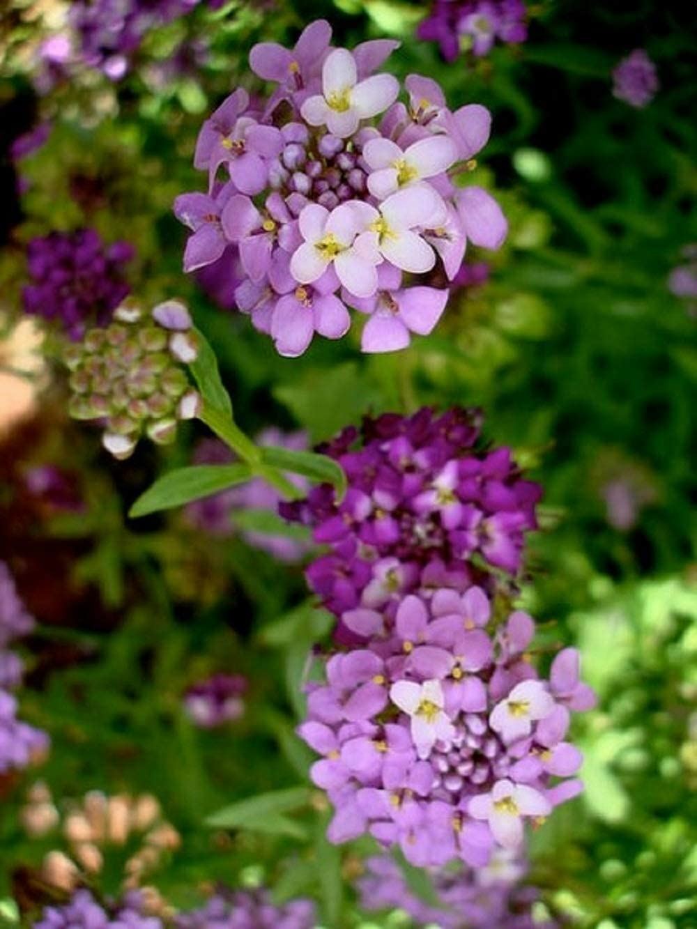 Candytuft Flower Seeds, Tall Mix Candytuft Flower Seeds, “COOL BEANS N SPROUTS”