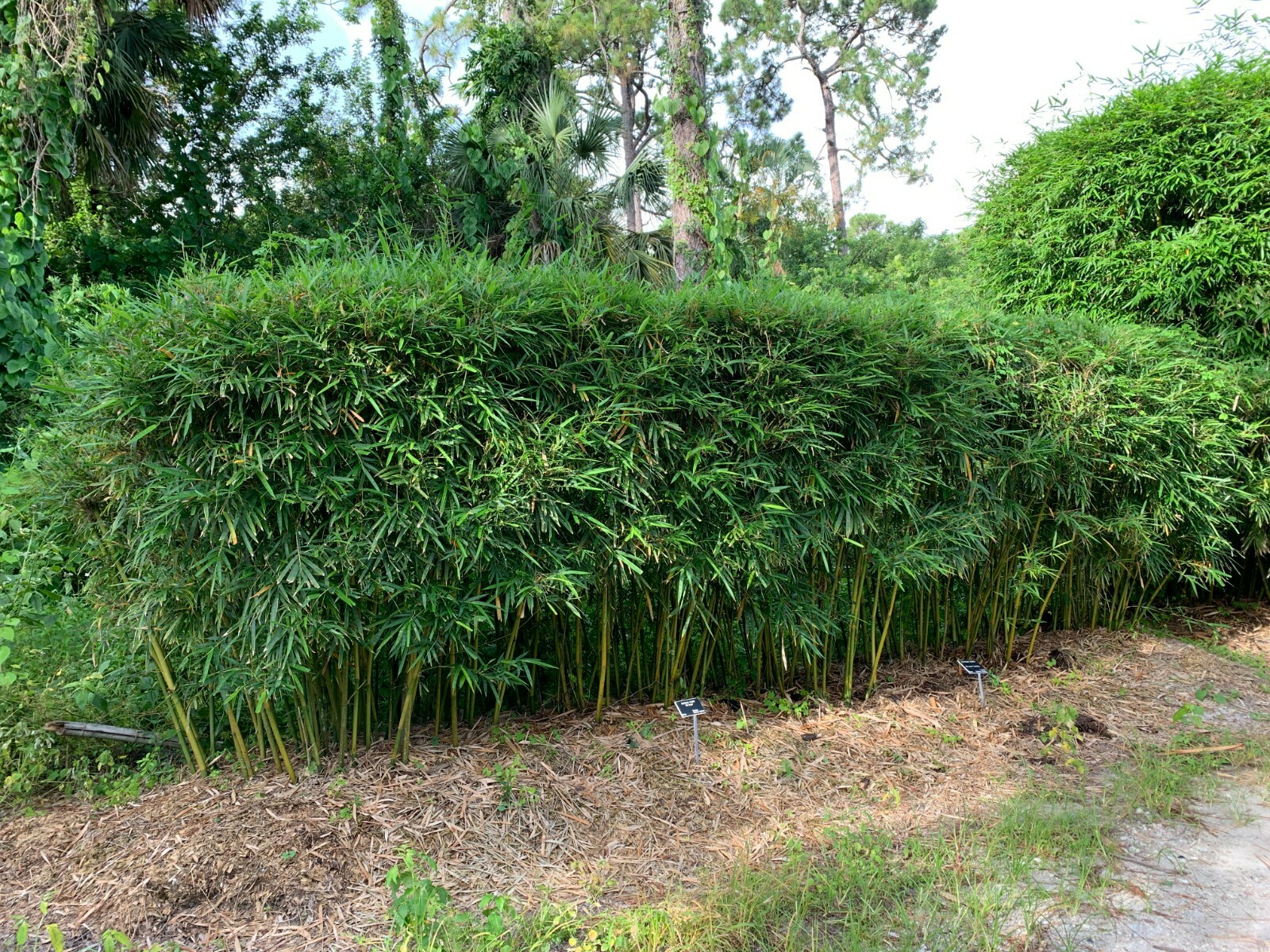 Dwarf Textilis – Bambusa textilis ‘RG Dwarf’ **NON-INVASIVE, CLUMPING**