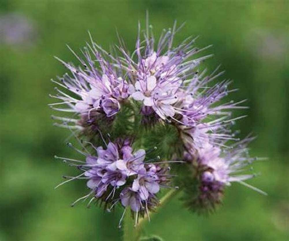 Lacy Phacelia Flower Seeds, “COOL BEANS N SPROUTS” Brand. Home Gardening.