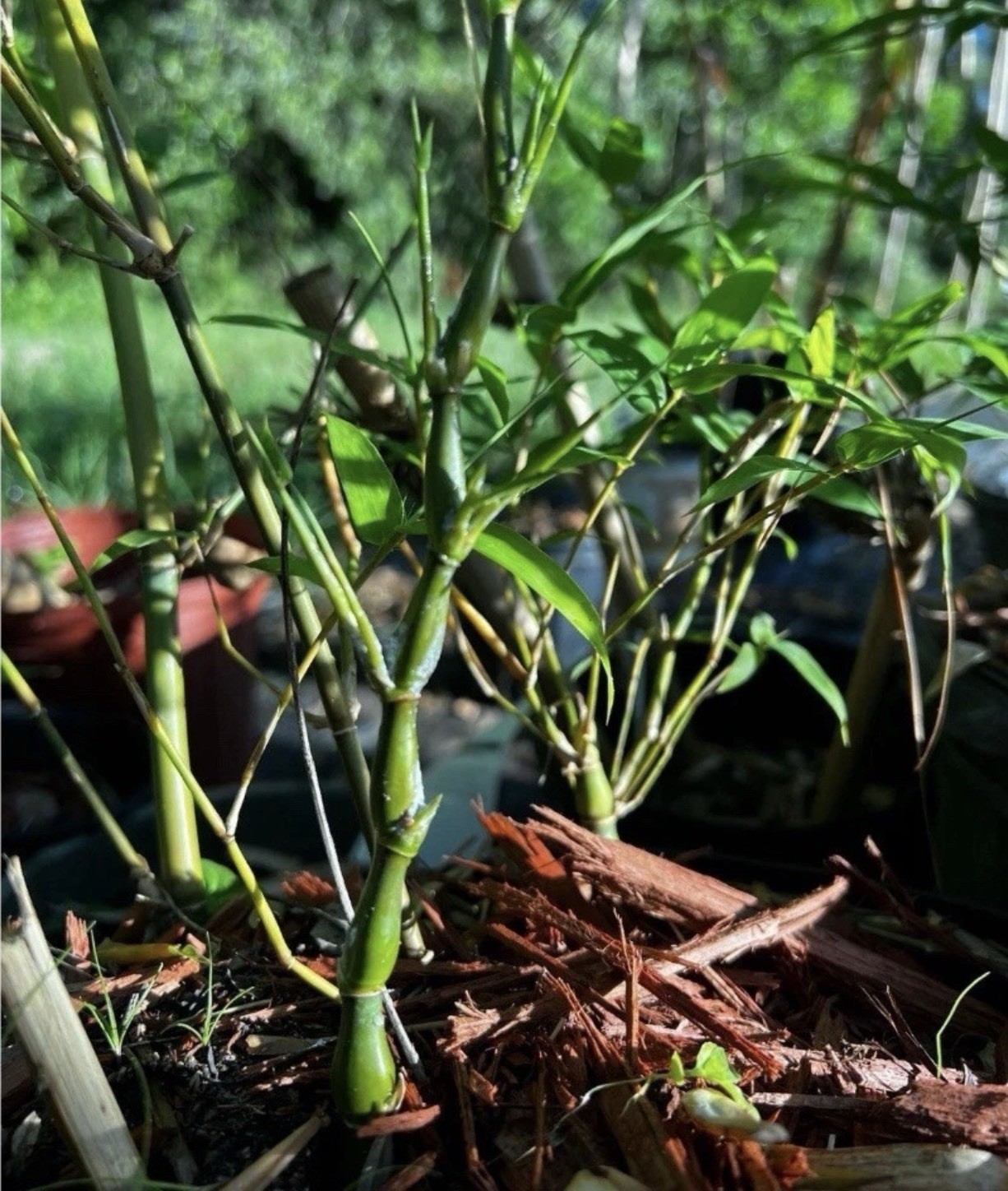Buddha belly bamboo Valued XL rhizome division