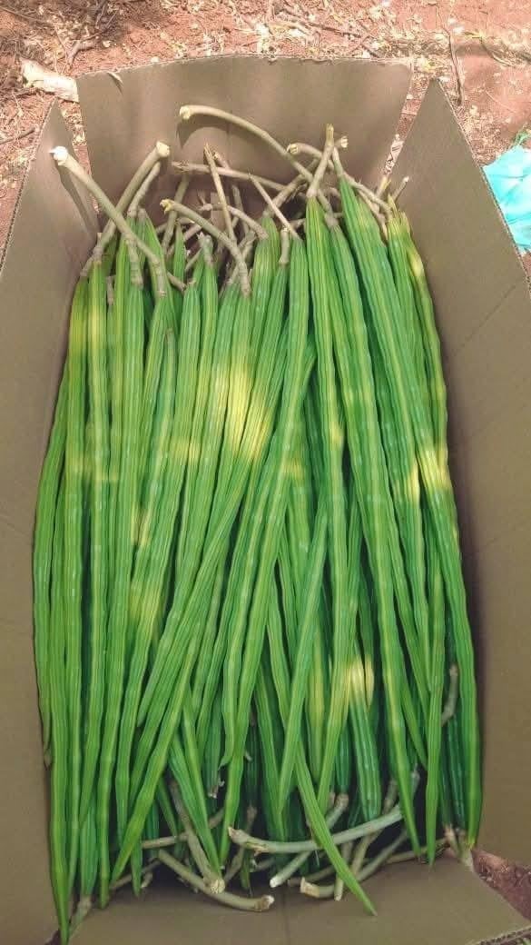 100 Moringa Seeds Approx | Moringa Seeds for Planting | Edible, Excellent Ger…