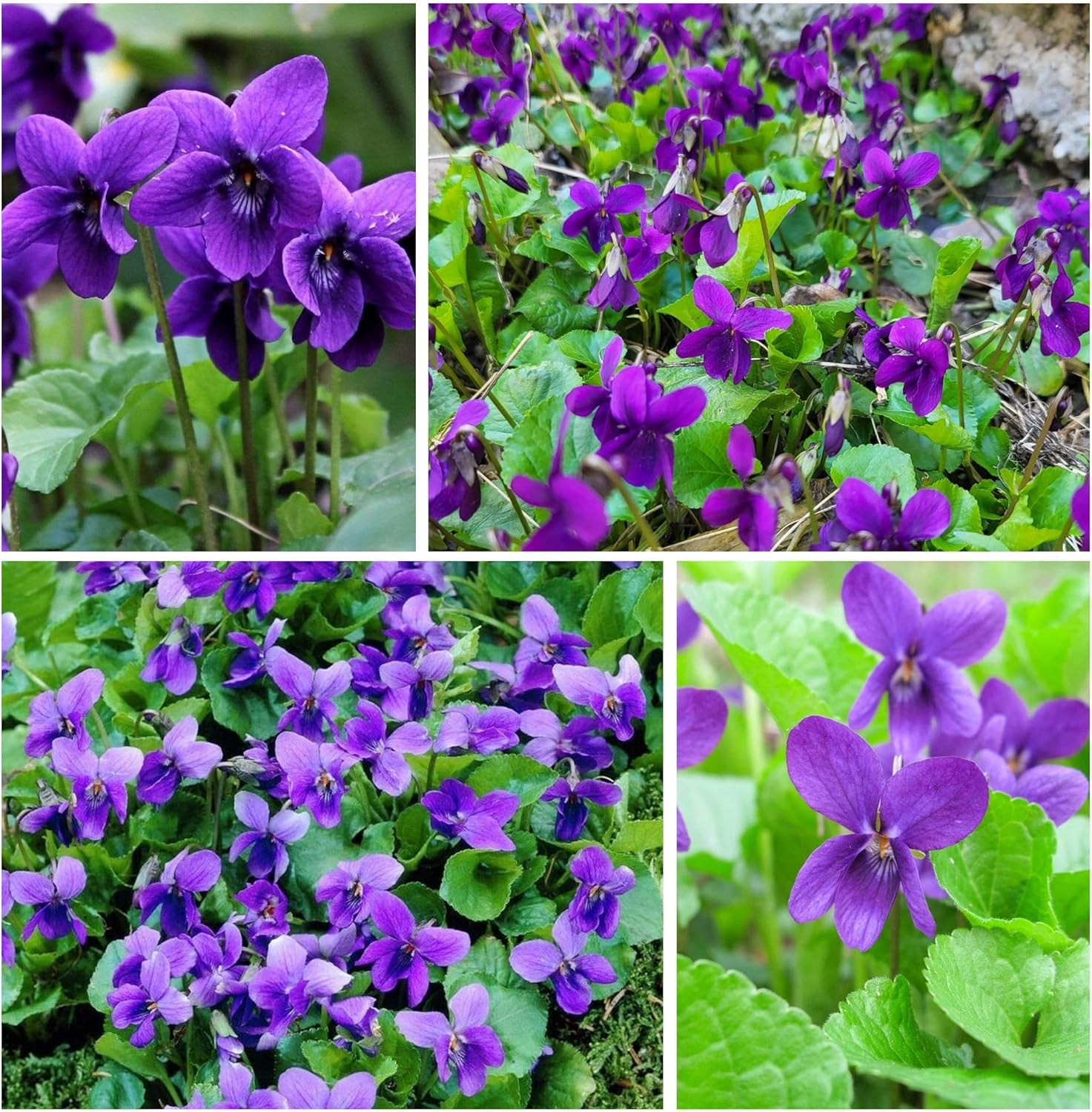 300+ Perennial Sweet Violet Flower Seeds for Planting Outdoors Non-GMO Mixed