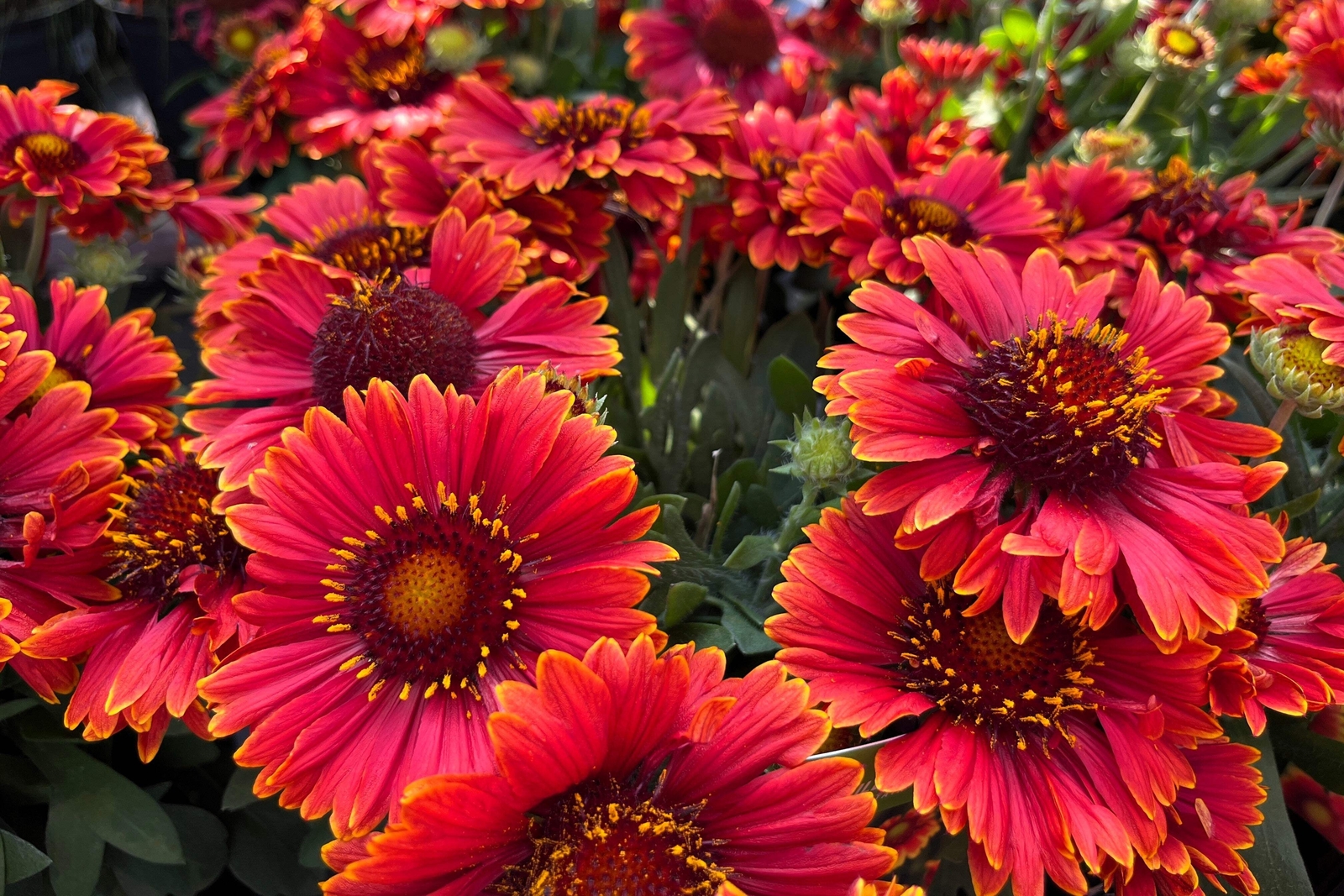 50 BURGUNDY GAILLARDIA Red Indian Blanket Flower Seeds *Comb S/H