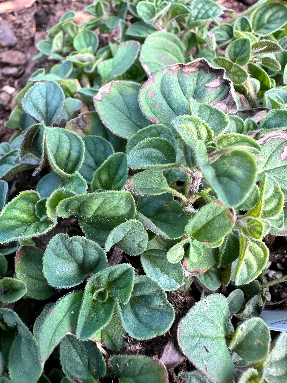 Hot & Spicy Oregano Cutting 6-8″ | Edible Herb | Culinary & Medicinal Herb