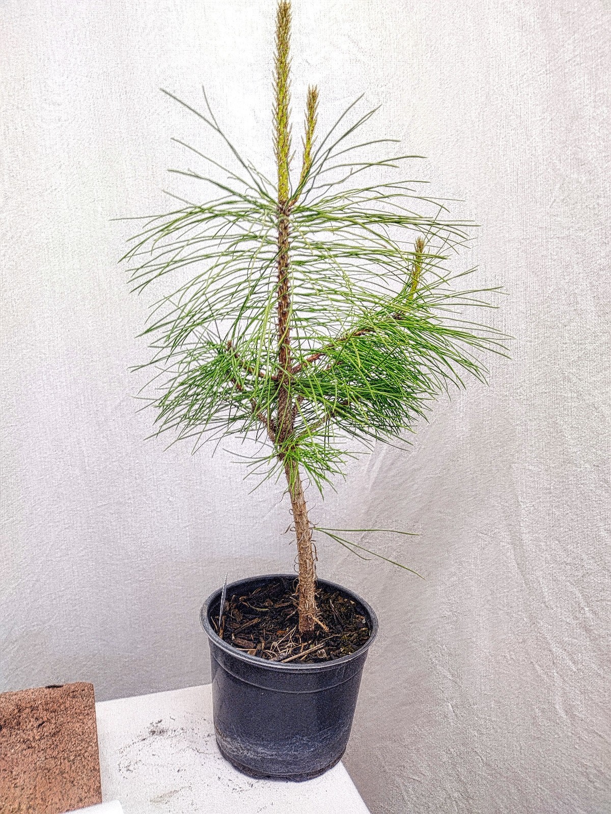 Native Ponderosa Pine Christmas Tree in nursery pot. Pinus.