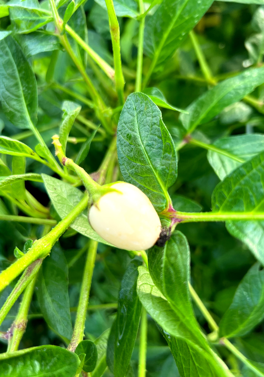 6 Cuttings of the ‘Vista’ variety pepino melon – delicious sweet cucumber.