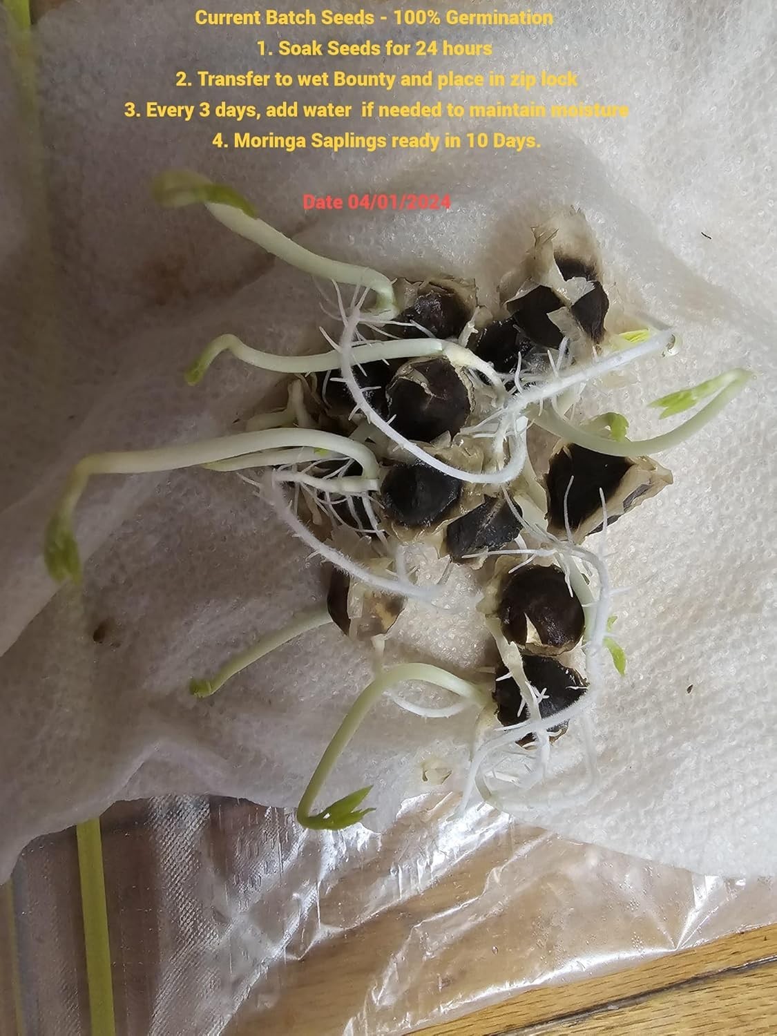 100 Organic Moringa Seeds for Edible Growth – Perfect for -Round Planting