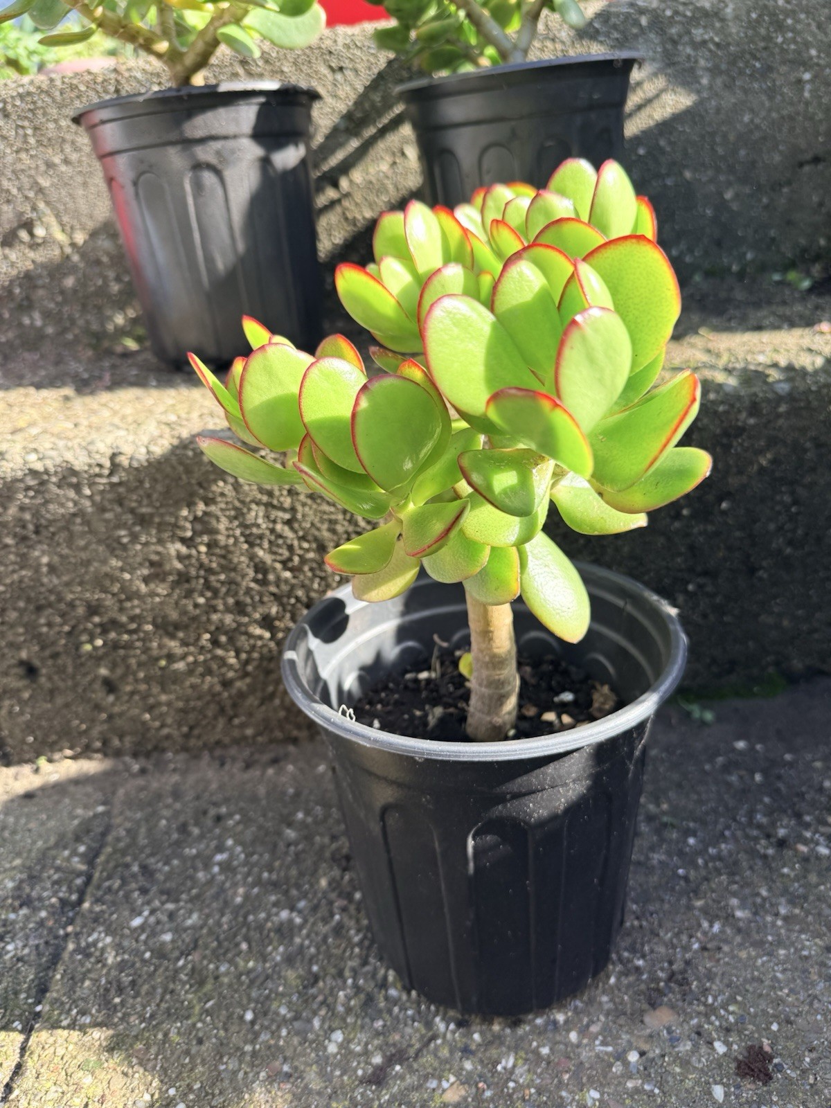 LARGE 1+ FOOT Rooted Jade / Money Plant Live Bonsai Tree Start