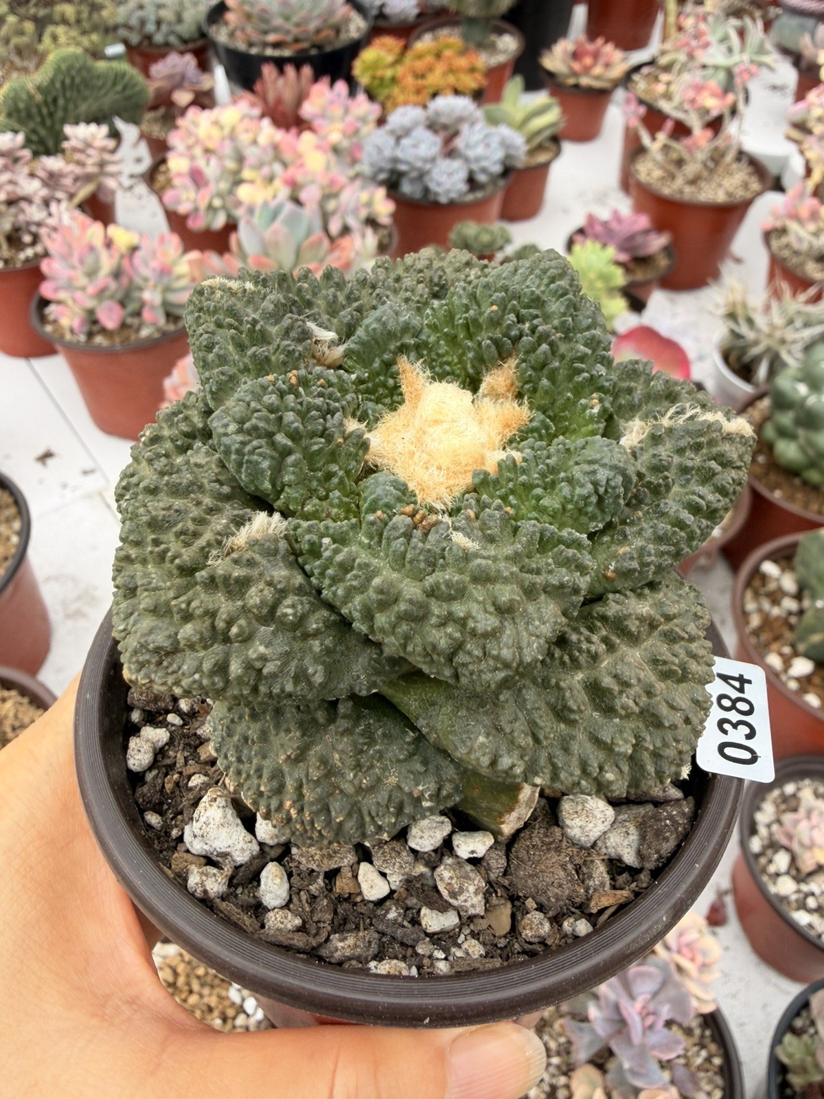 Rare Cactus Grafted