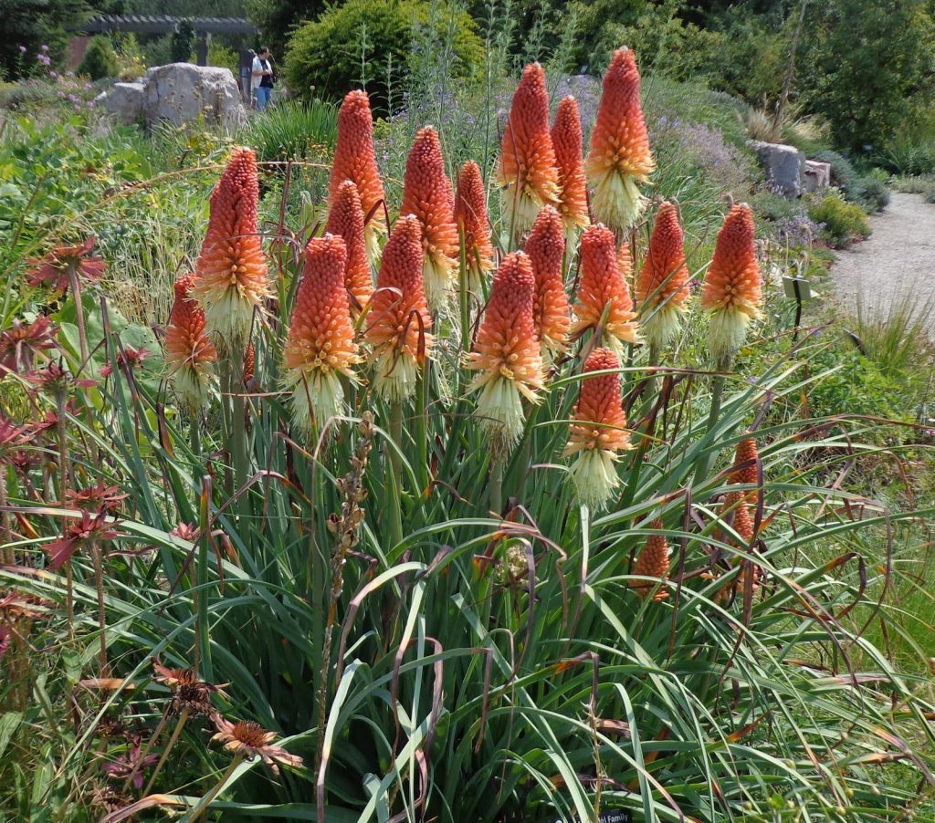 Kniphofia uvaria RED HOT POKER Seeds!