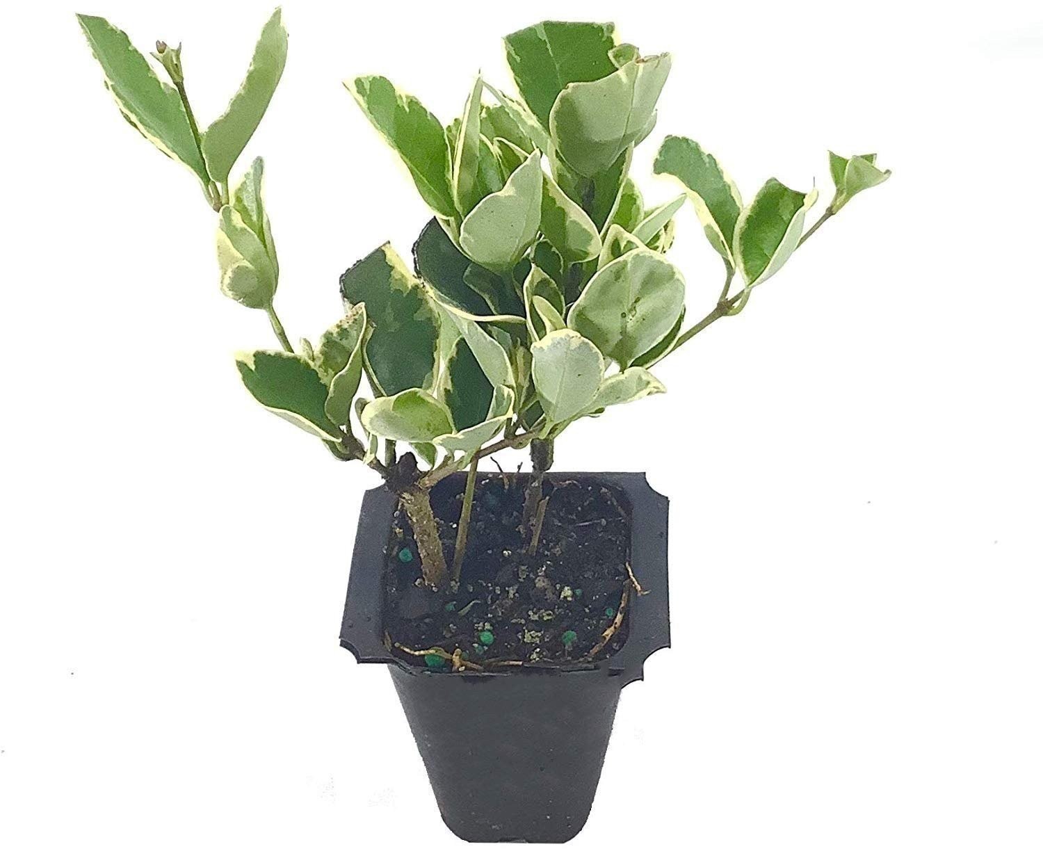 Ligustrum Japonicum Jack Frost Privet | Live Plants | Variegated Evergreen