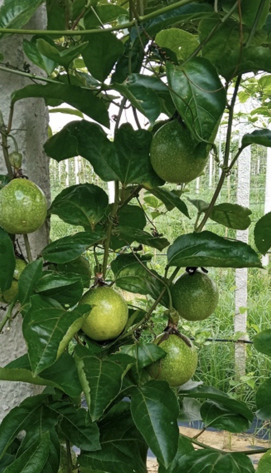 Sweet Yellow Passion Fruit Plant | Seed-Grown from Qinmi No. 9 钦蜜9号 Fruit