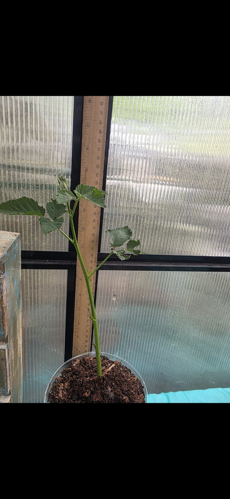 Thornless Blackberry Seedling Plants(Plant Only) Fully Rooted