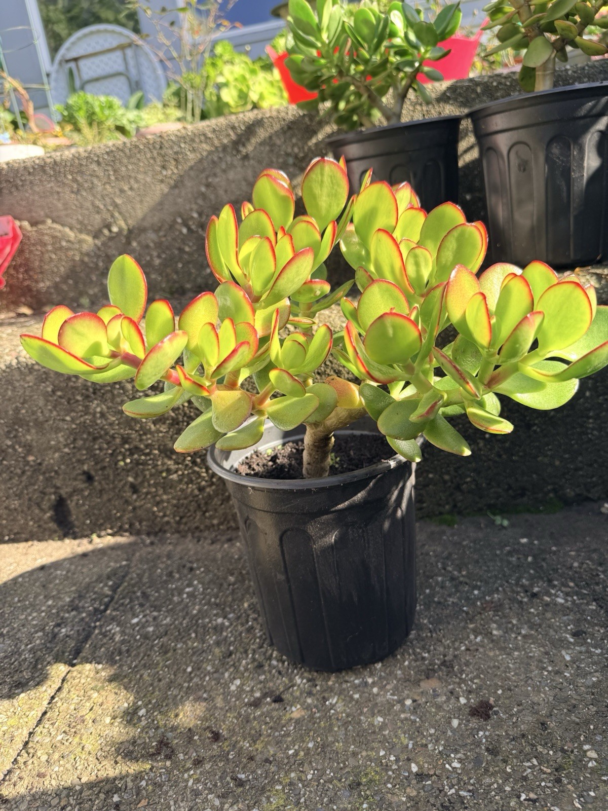 LARGE 1+ FOOT Rooted Jade / Money Plant Live Bonsai Tree Start