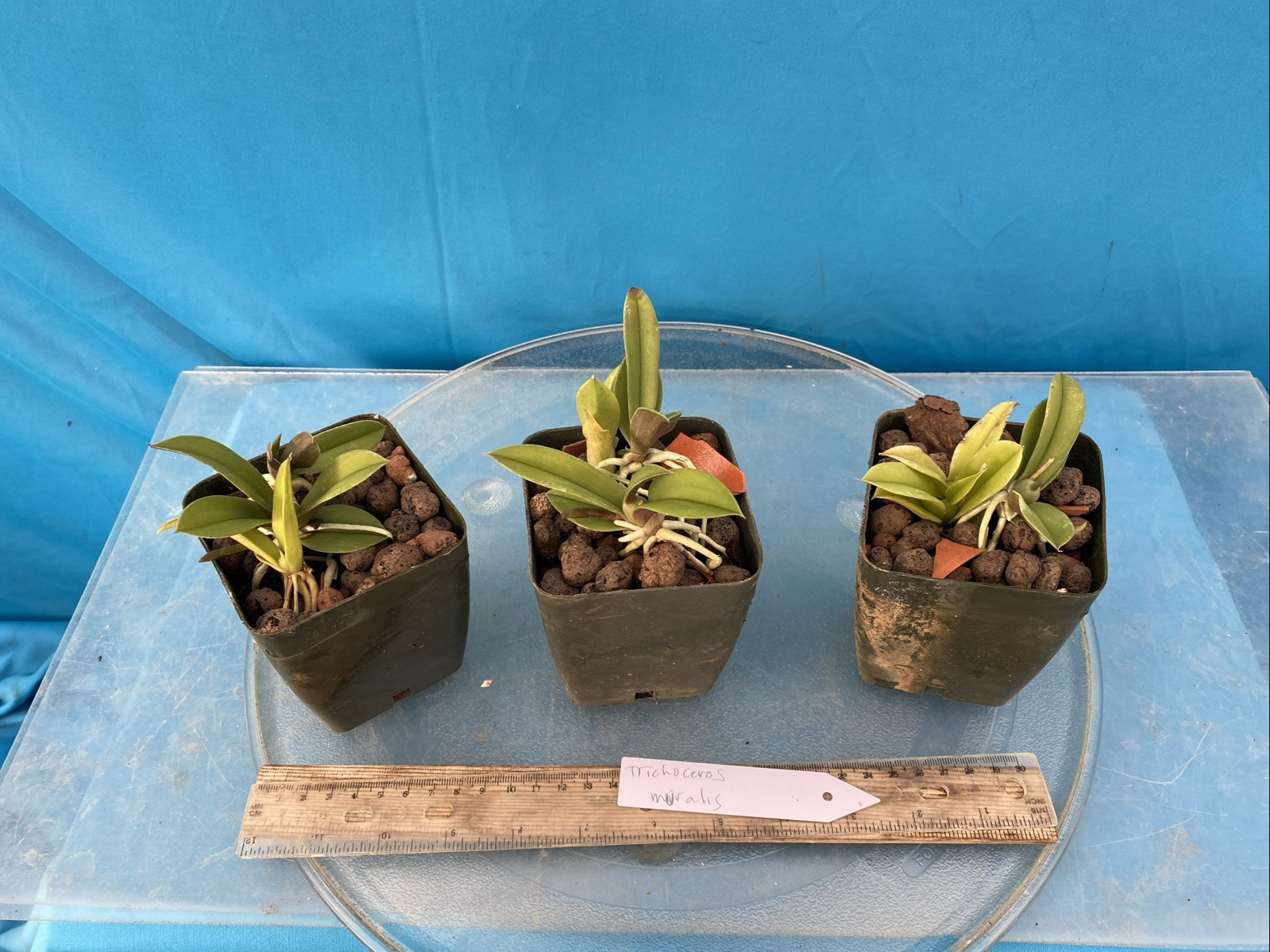 Trichoceros muralis Striped Purple Amber Gold Orchid Species NEW GROWTH 4” Pot