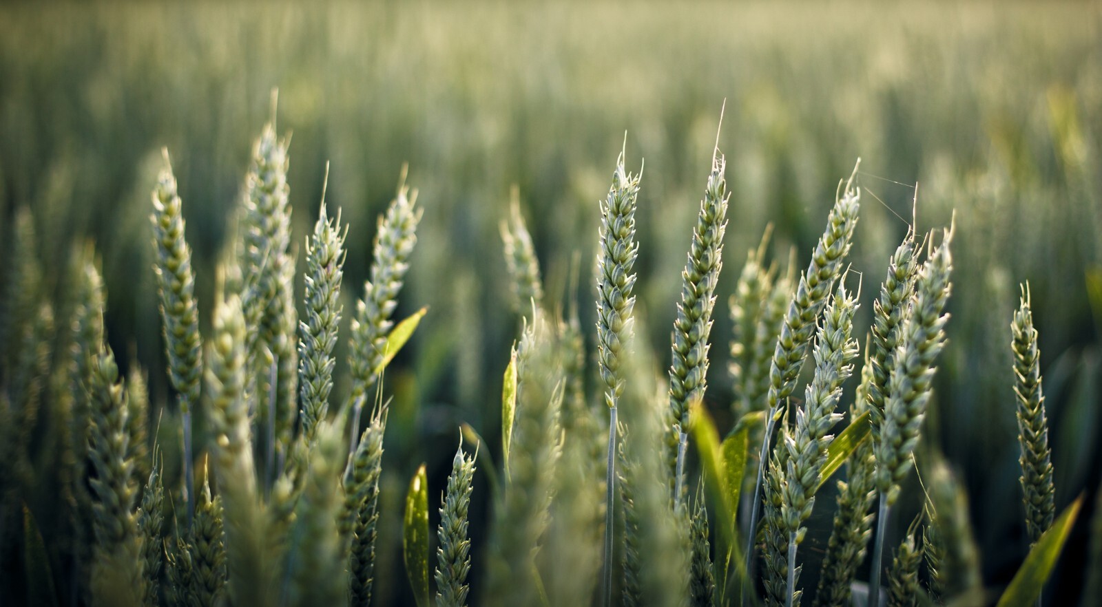 Grain Seeds -100 Seed Starter Pack -White Winter Wheat -Heirloom