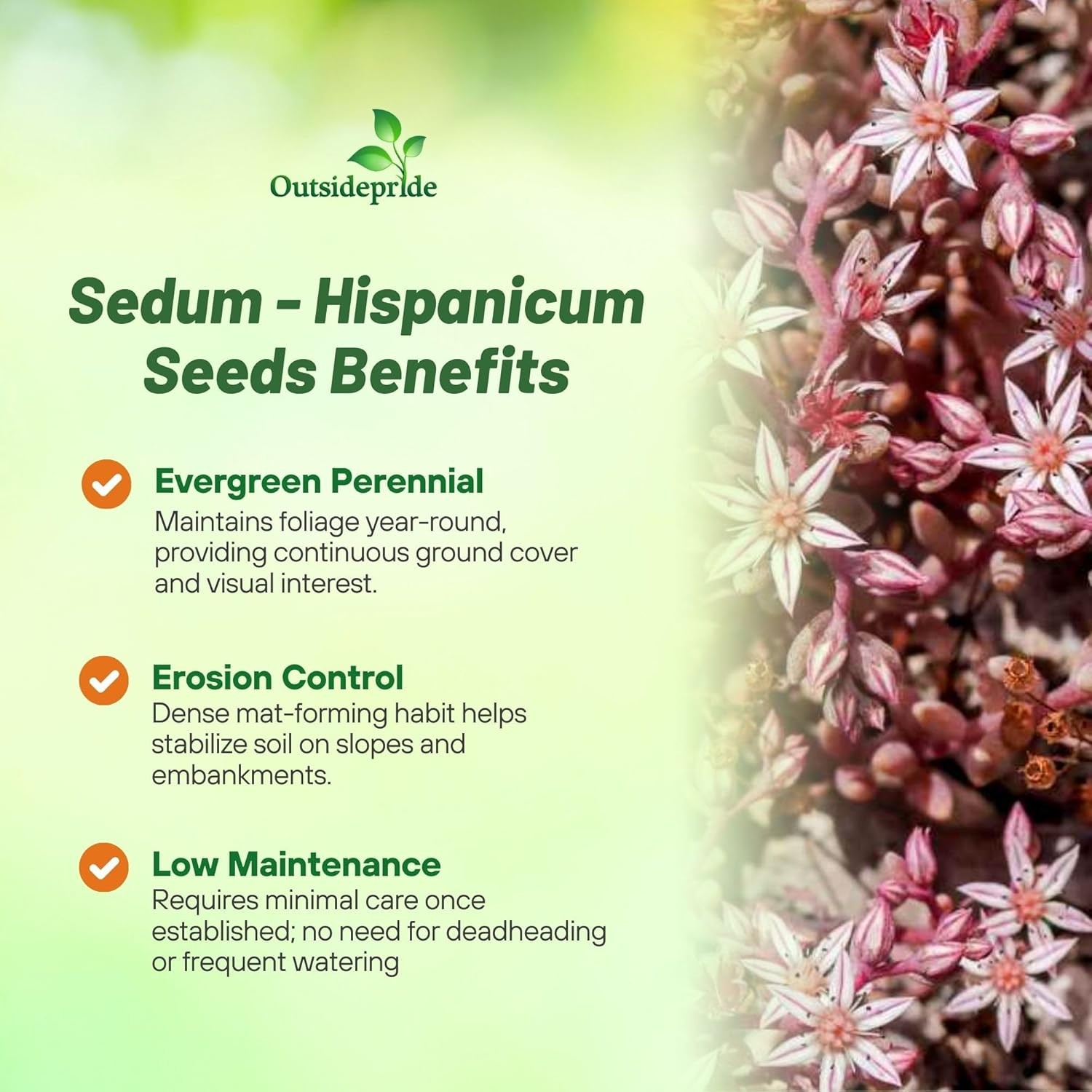 2000 Seeds Sedum Hispanicum Drought Tolerant Spanish Stonecrop Ground Cover