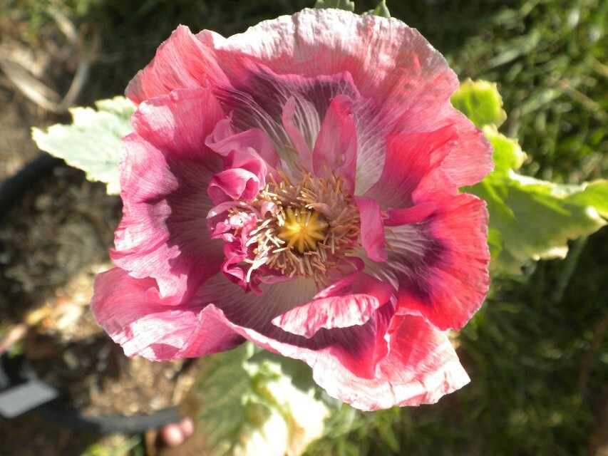 Poppy TURKISH BLUE Breadseed Poppy BLUE Seeds Large Pods Organic 500 Seeds!