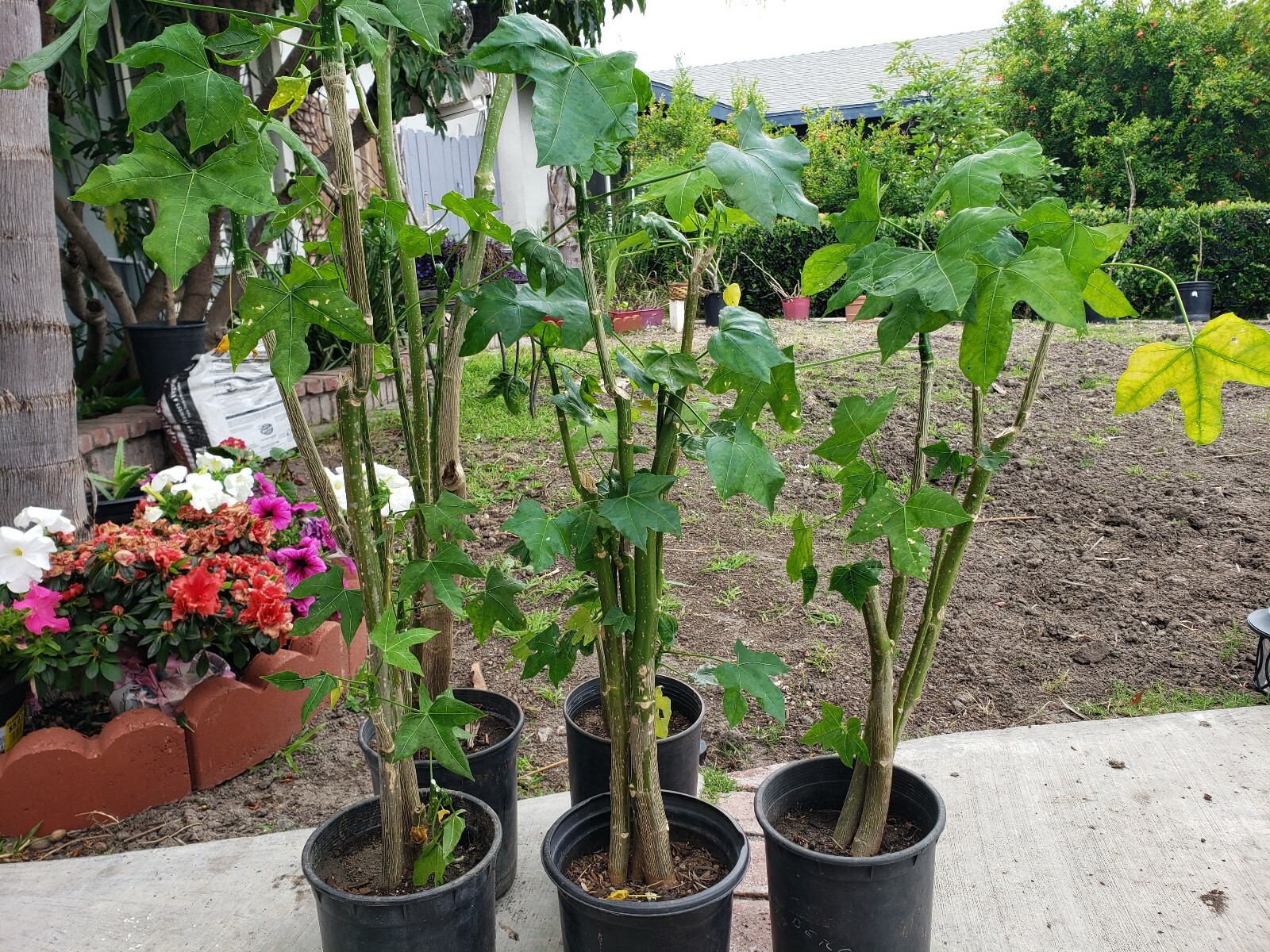 Chaya Organic Plant, Miracle Spinach Tree, Superfood 