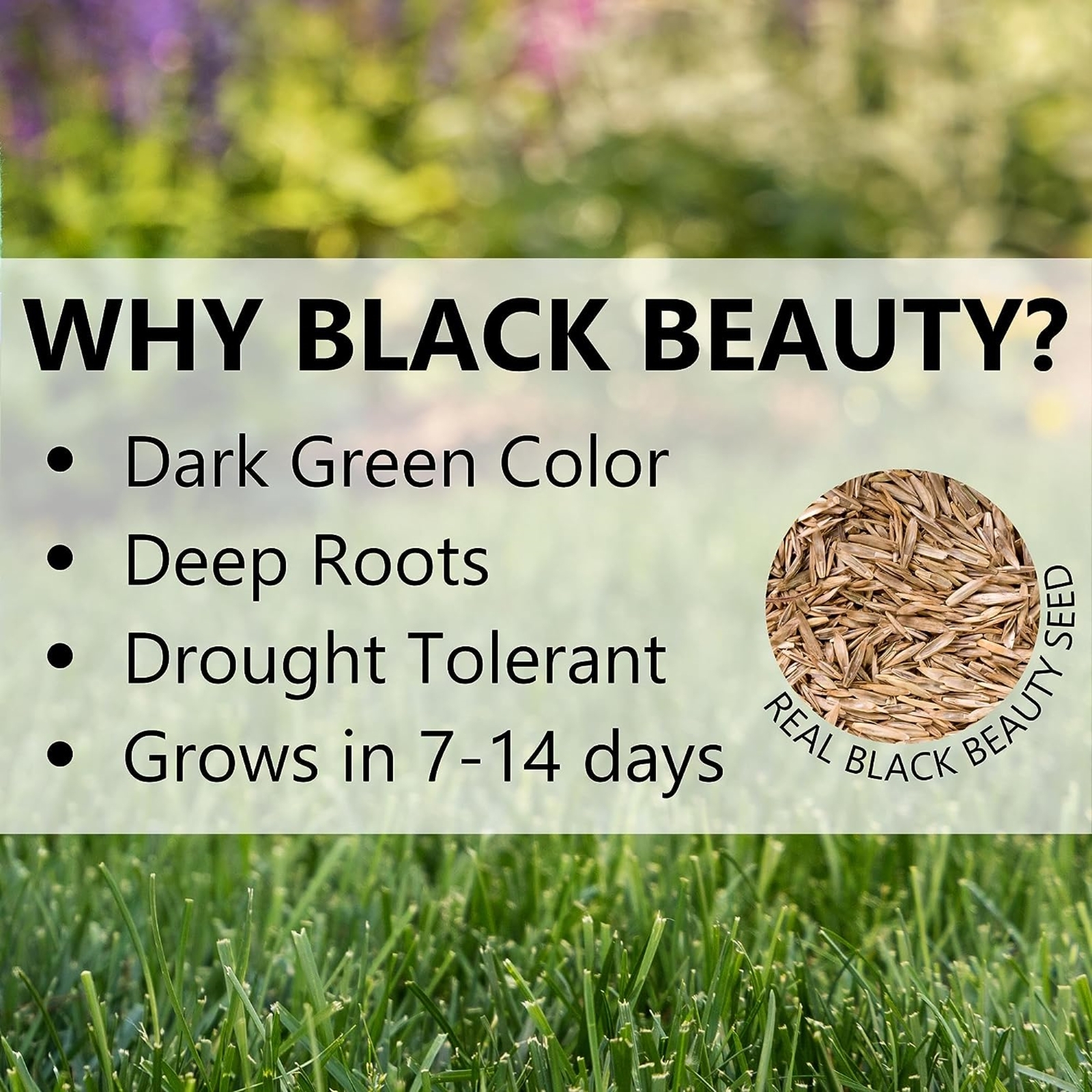Jonathan Green (#10323) Black Beauty Ultra Grass Seed, 25lb bag