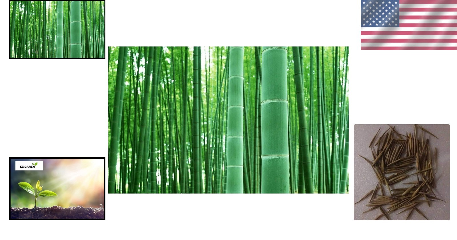 100+ GMO-Free Giant Timber Bamboo Seeds for Rapid Growth & Privacy in Any Garden