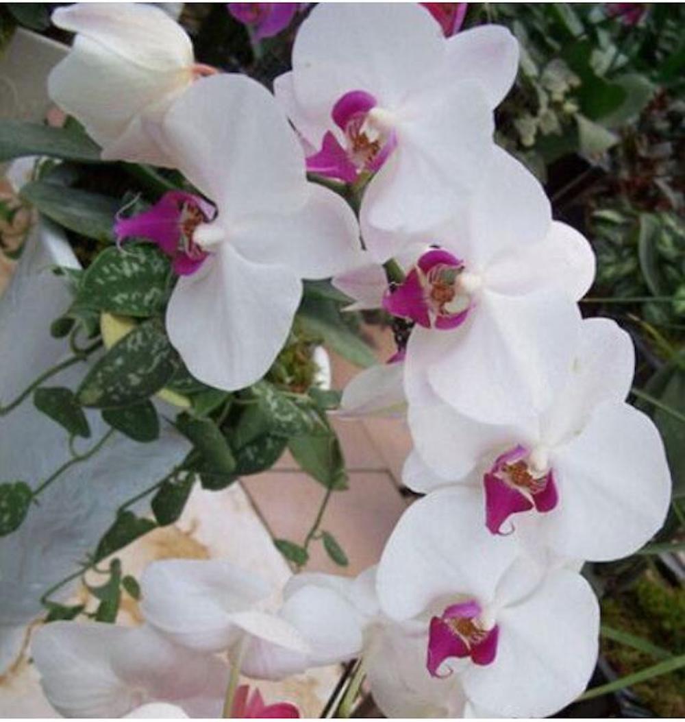 (10) ORCHID SEEDS rare exotic flower bloom for house plant USA SELLER W/TRACK