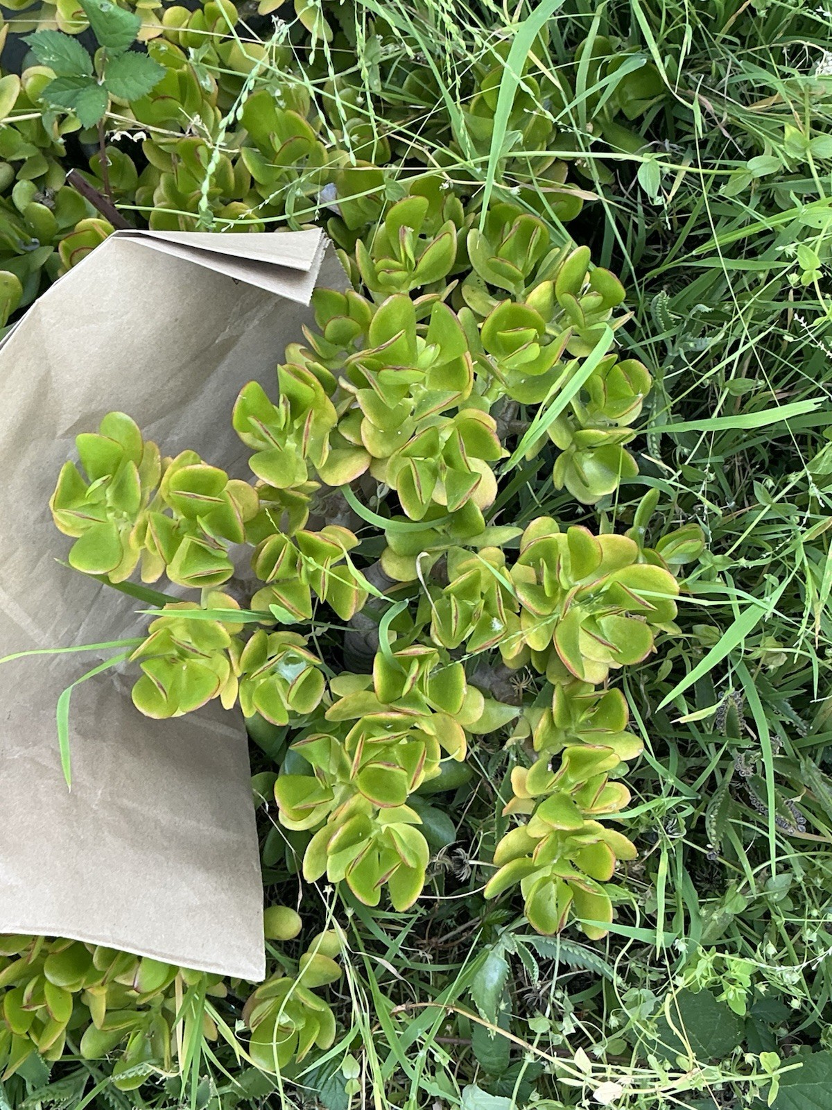 Healthy lush green Crassula Ovata Jade Plant cluster, Rooted 19” tall with roots