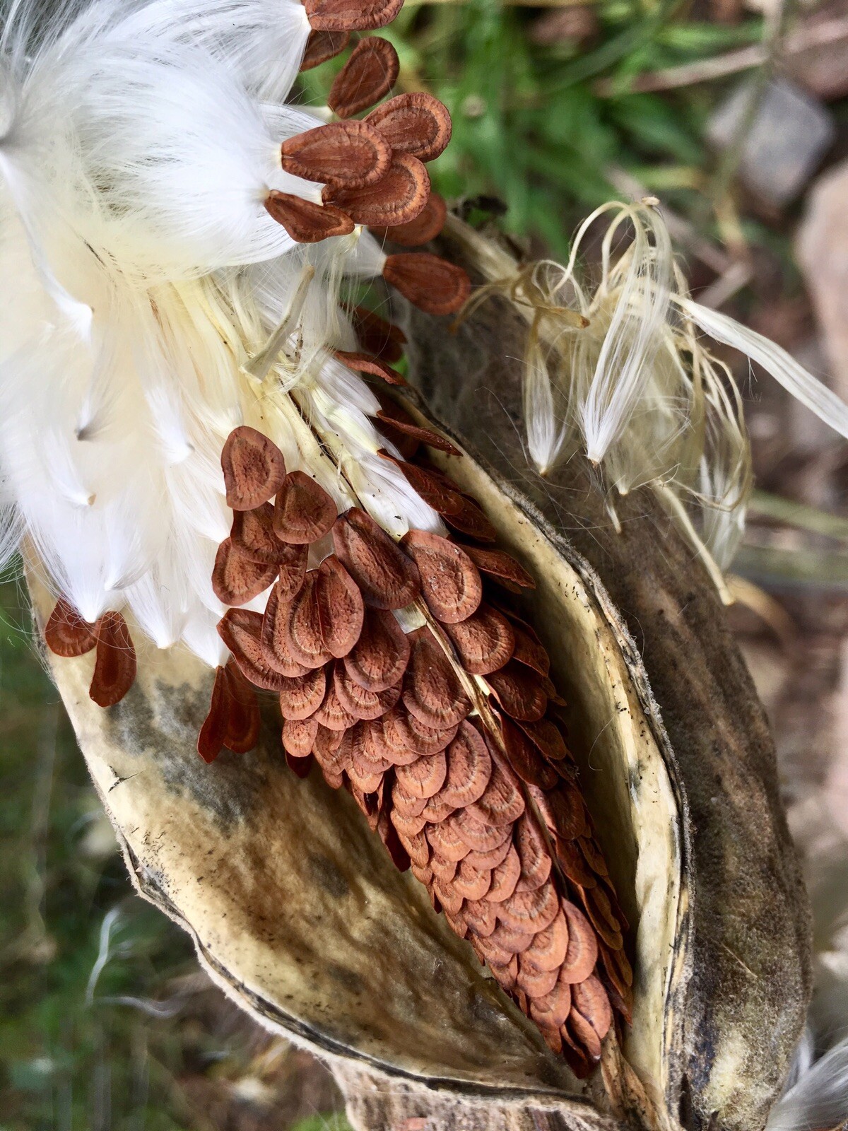 Monarch Milkweed Seed Pod, Asclepias Syriaca, COLD-HARDY, From Northern NY