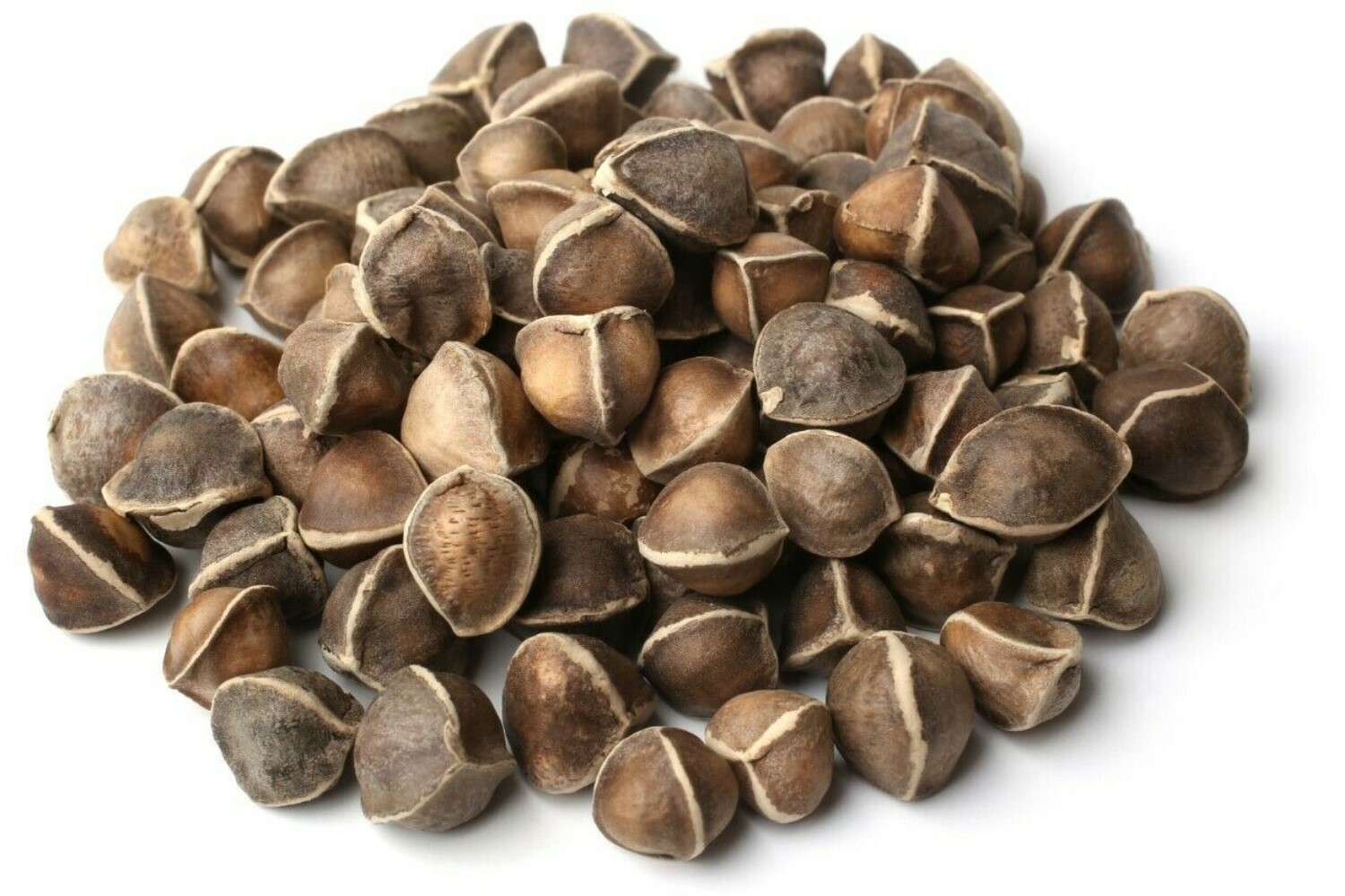 1000 Moringa Oleifera Seeds 10oz WINGLESS Fresh Organic Semillas de Moringa Tree