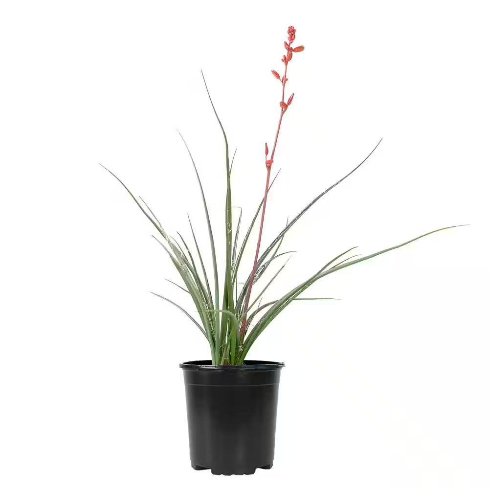 1 Gal. Hesperaloe Parviflora Red Yucca Color Plant Free Ship NEW
