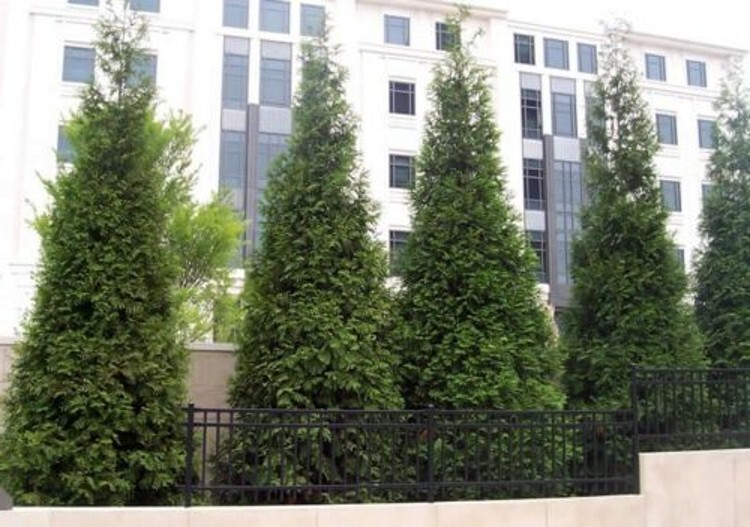 Arborvitaes Thujas Plicata 6-12″ Tall 10 Green Giant Gardens Live Plant 2.5″ Pot