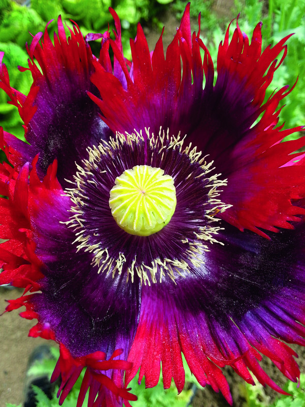 1,500 Drama Queen AKA Jimi’s Flag Poppy Seeds – P. Somniferum – Stunning Reds!