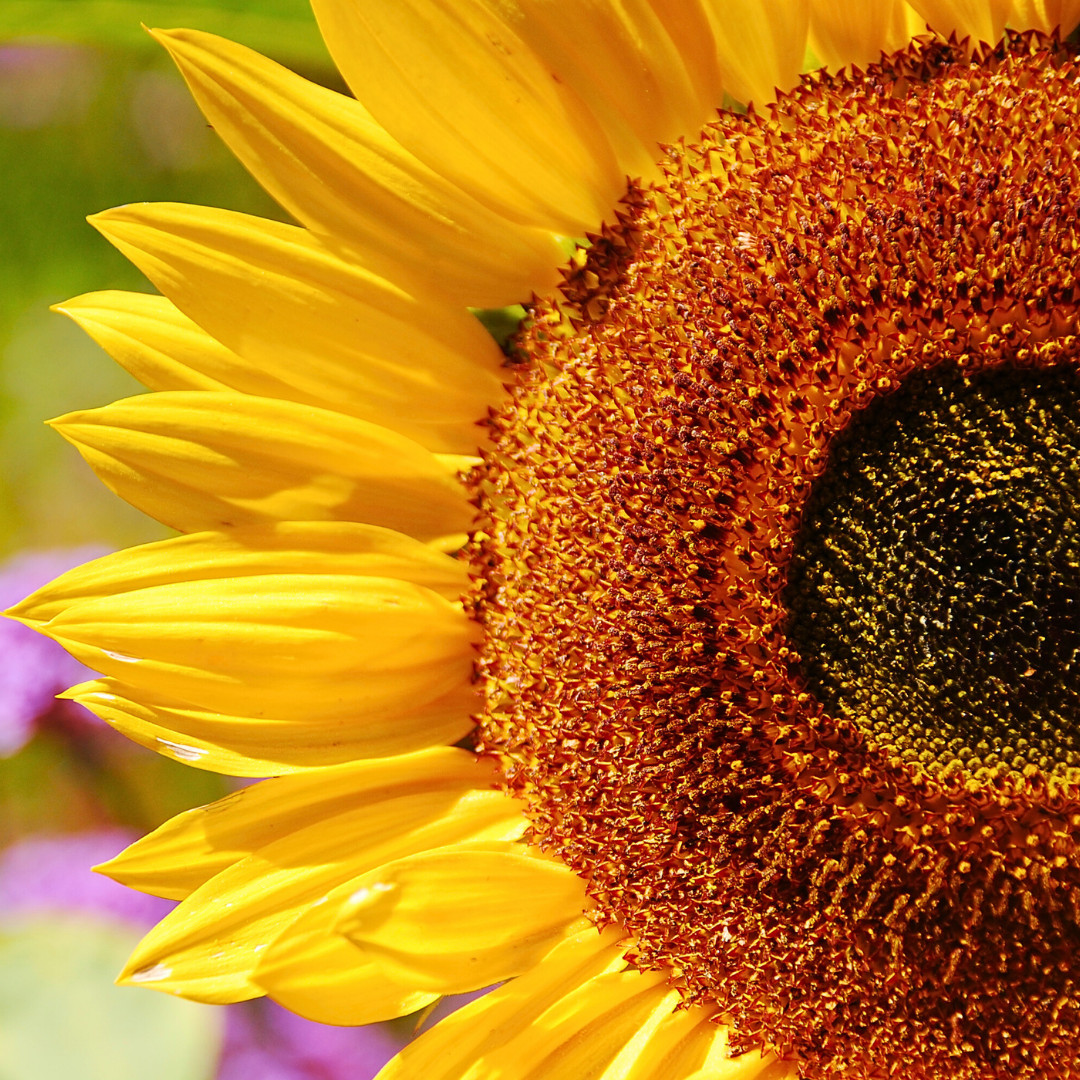 Fresh Premium Lemon Queen Sunflower Seeds | Heirloom Non-GMO | Flower Seeds