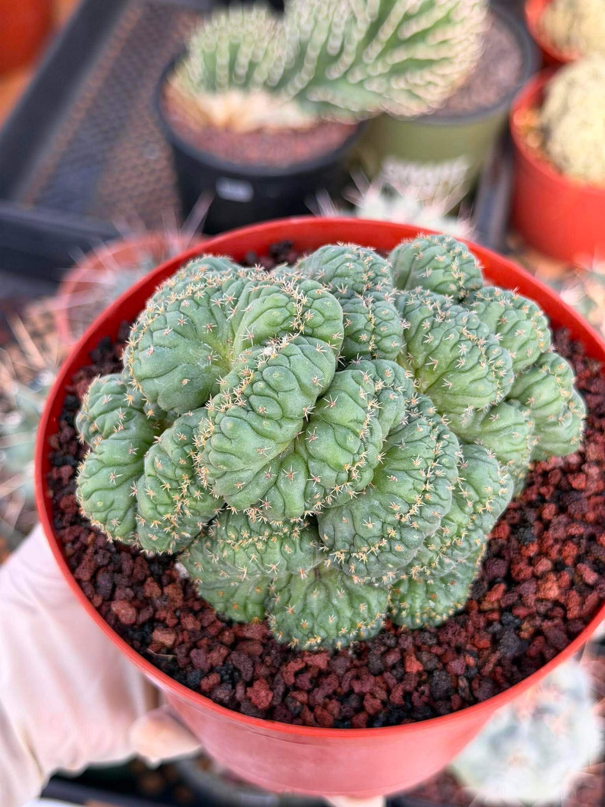 Coryphantha elephantidens ‘Tanshi’ Cristata