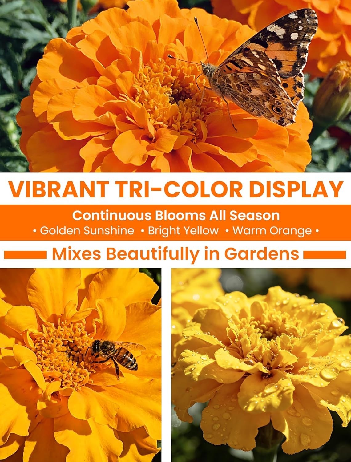 Tri-Color Marigold Seeds for Planting | 15,000+ Heirloom French Marigold Flower