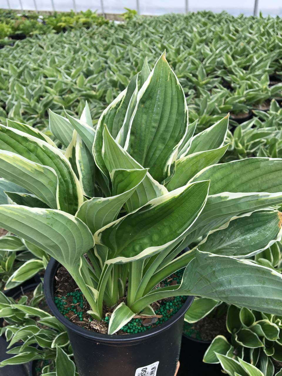 Hosta ‘Francee’ Perennial Plant with Dark Green and White Edged Foliage